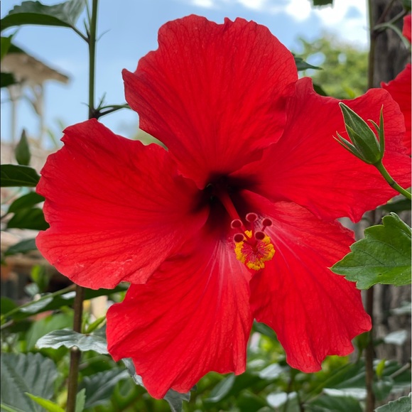 wildhibiscus